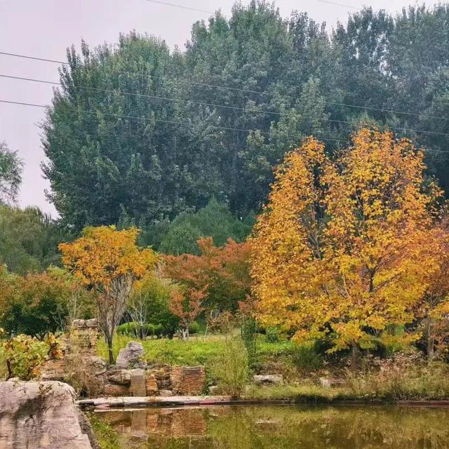 秋韵满园！石家庄市植物园赏秋攻略，请查收→