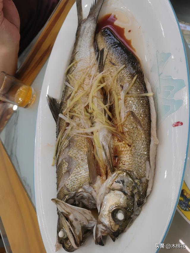 携宠旅游第二天