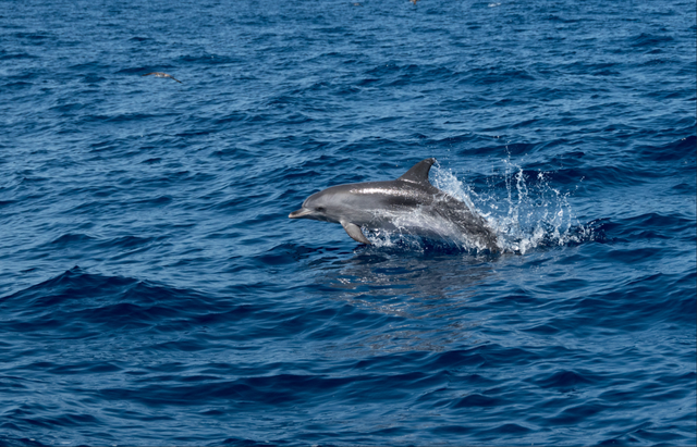 正式官宣！菲律宾对华免签！最全攻略看这里
