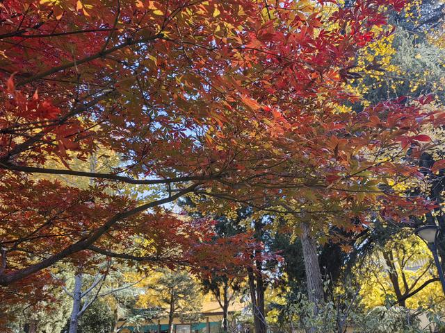 碧云天，黄叶地。秋色连波，波上寒烟翠一一玄武湖银杏迟