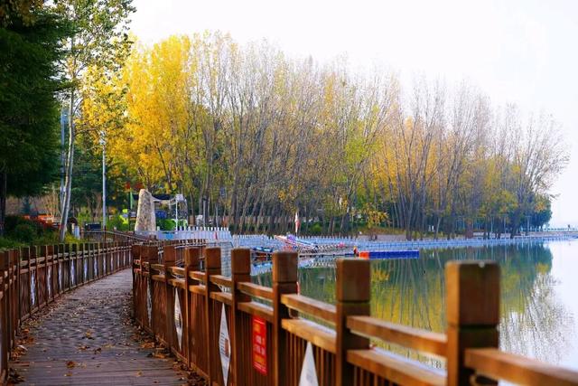 陕州黄河廊道：秋染长堤入画来