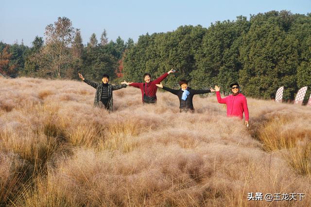 晨光与深呼吸：在同里湿地公园的万步悠然