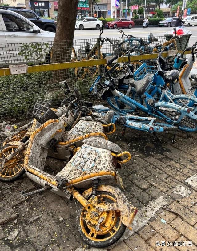 车停树下被鸟屎覆盖，洗车费花光，我终于明白停车要远离大树