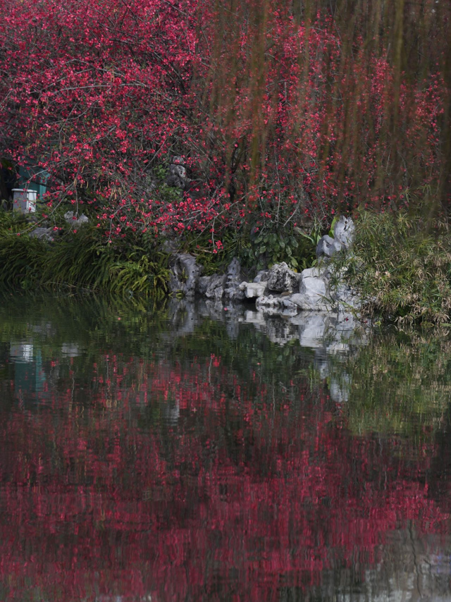 烟火成都丨哇塞！成都的春天也太会开了