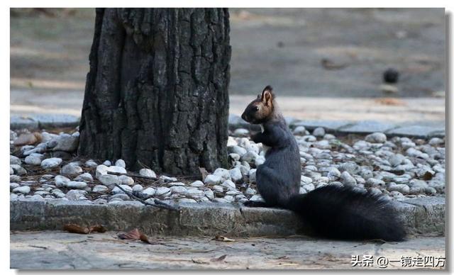 沈阳东陵郊野公园“精灵”出没