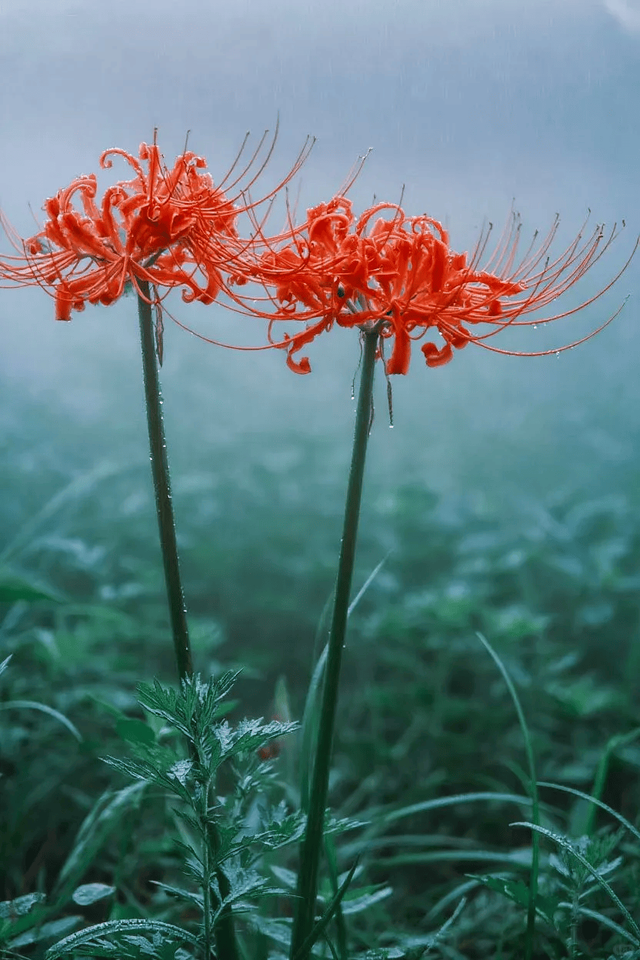 落叶铺就黄金路，初冬赴一场梧桐之约！