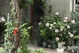 院子再小，这7种果树也要种上1棵，好看好养还好吃图片