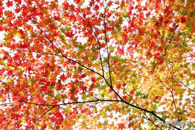 “枫”情万种，上海闵行红园枫叶色彩斑斓进入观赏季