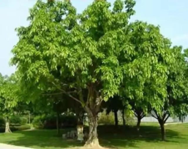 从福州的榕树想到的