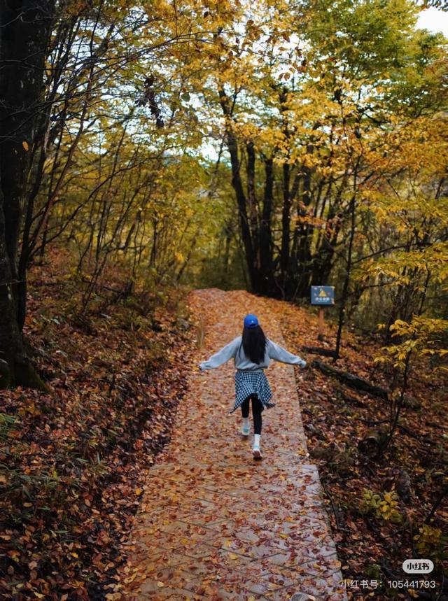 谁说秋日只有红？来龙头山，感受五彩鲜活的秋~