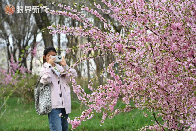 被乌鲁木齐的春天治愈了，花开满城→