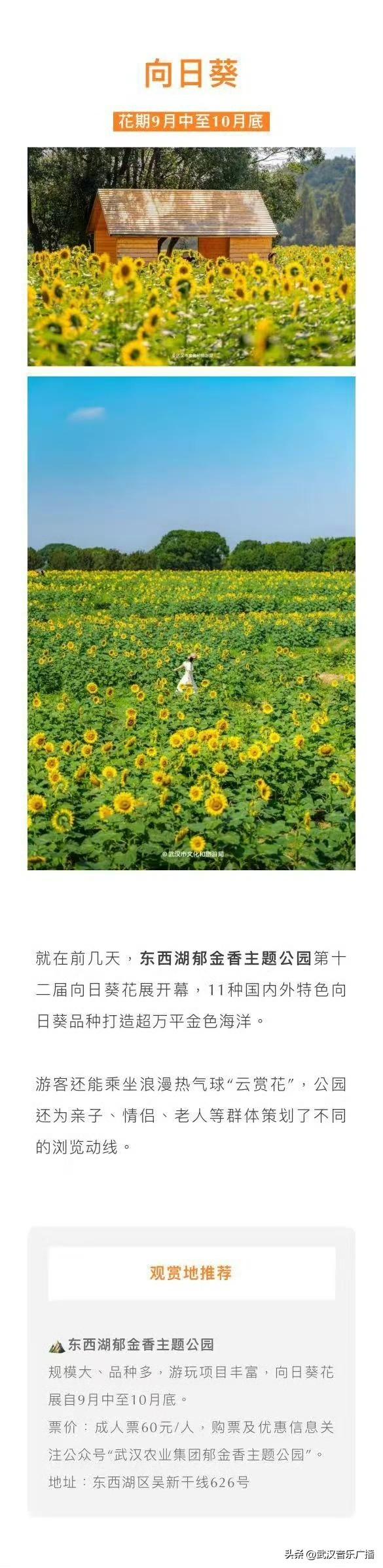 武汉秋天的第一波花海香了