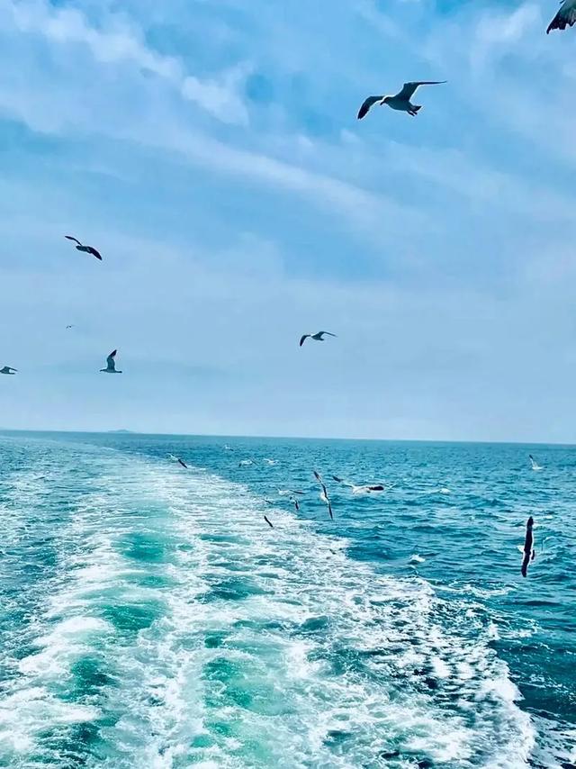 山东荣成：天鹅与海鸥齐飞，这座低调滨海城，藏着北纬37°的浪漫