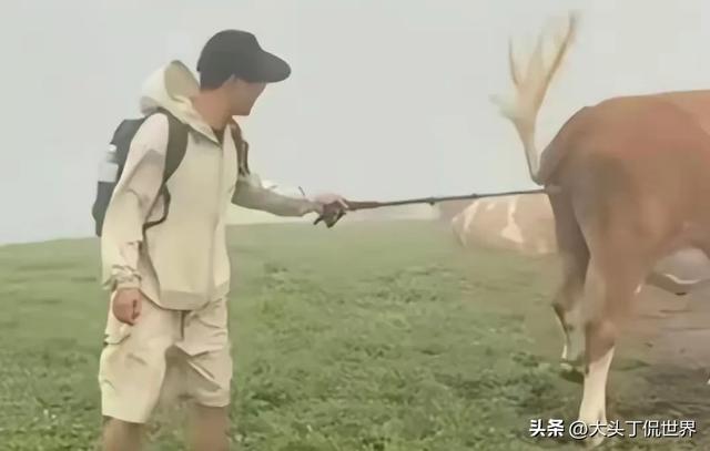 挑逗牛群的代价:游客素质短板下的自然警示