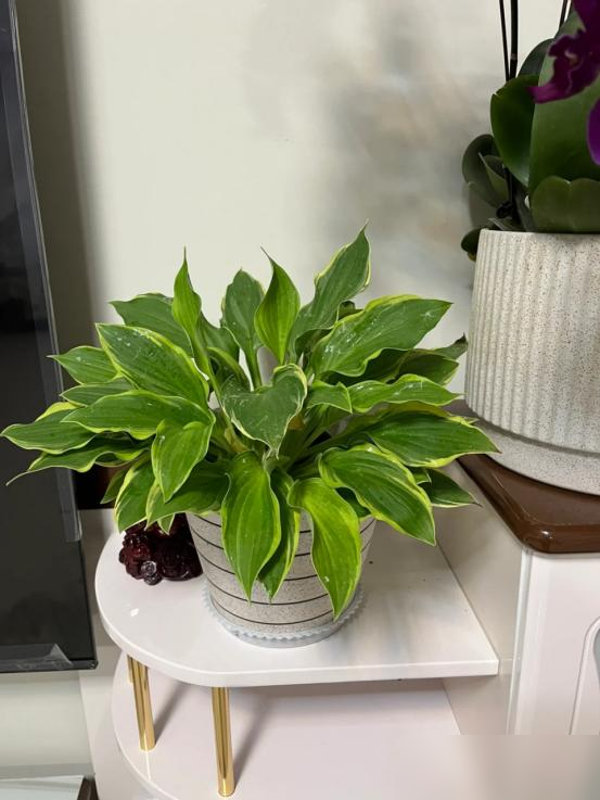 阴花不能进阳宅，家里若有这5种花，请赶紧“搬出去”！