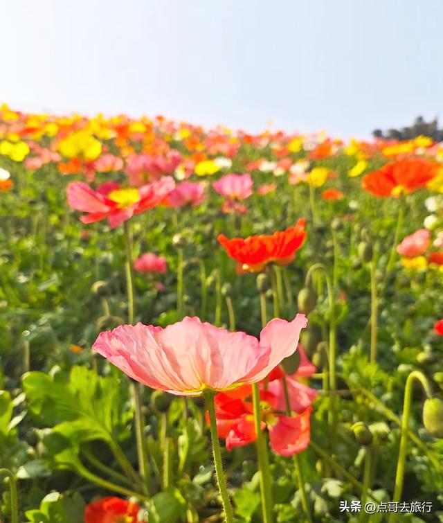 成都最美的虞美人花开了，美丽又壮观，给人震撼的视觉冲击力！