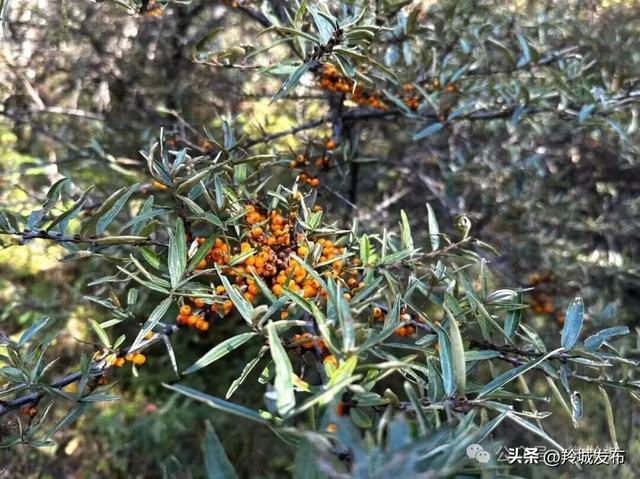 赴一场勒秀之秋：风染彩林，心归自然