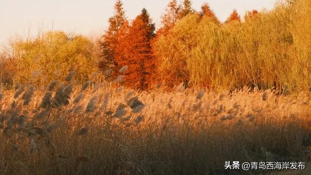 超级出片！西海岸这片芦苇荡氛围感拉满！