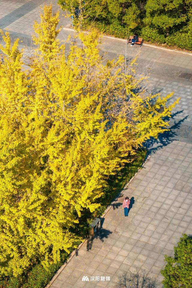 最后的金色狂欢！汉阳这三处私藏地一般人不知道→