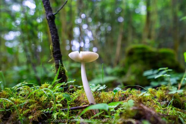 这个景区是九寨沟+黄龙的“隐藏彩蛋”?有超越5A级景区的风景?