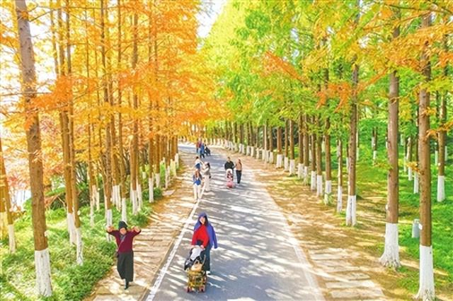 杉色醉人！青岛世博园水杉林迎来最佳观赏期