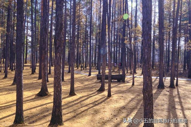 漠河金秋攻略｜仅 10 天的极致浪漫，解锁 “最北” 的诗意与治愈