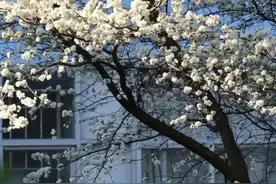 今日文案｜春风没有心事，只有方向图片