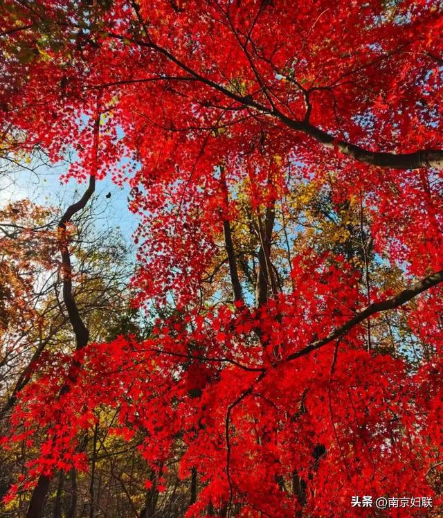 人在南京，红叶正盛，等你来～