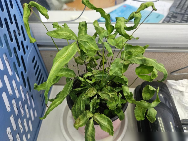 阴花不能进阳宅，家里若有这5种花，请赶紧“搬出去”！