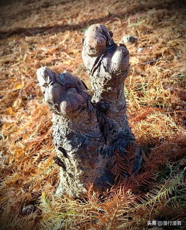 落羽杉树下的神奇造像