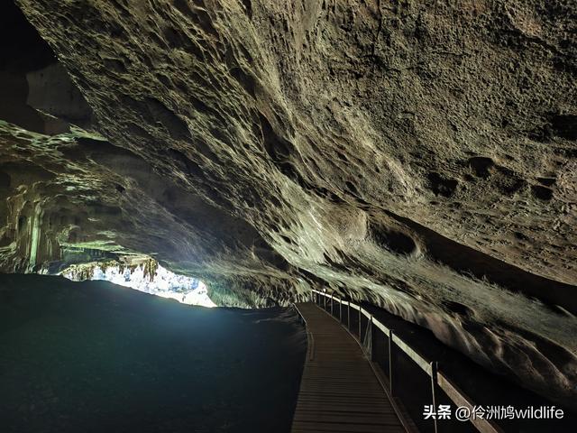 马来西亚(32)砂拉越州⑥世界遗产尼亚洞窟探险