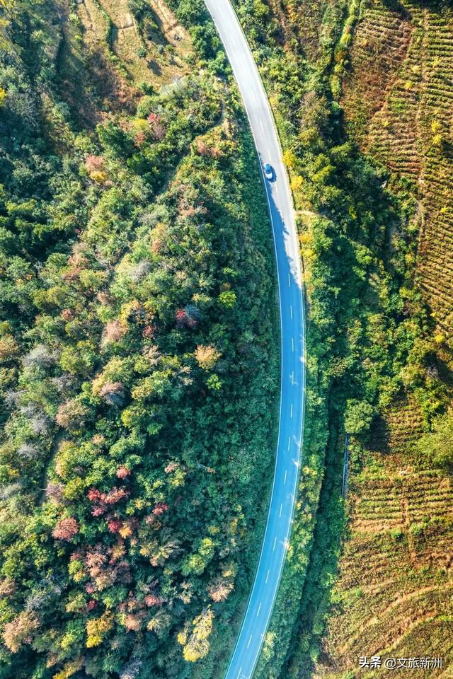 别去日本了！新洲的“同款”风景，美得更懂你