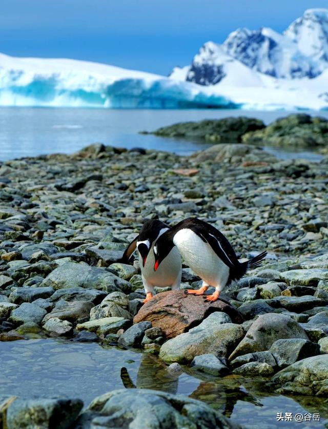 去南极要办签证吗？答错可能去不成！