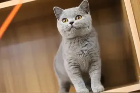 越养越想“扔掉”的5种猫，原因很真实，不要轻易养！图片