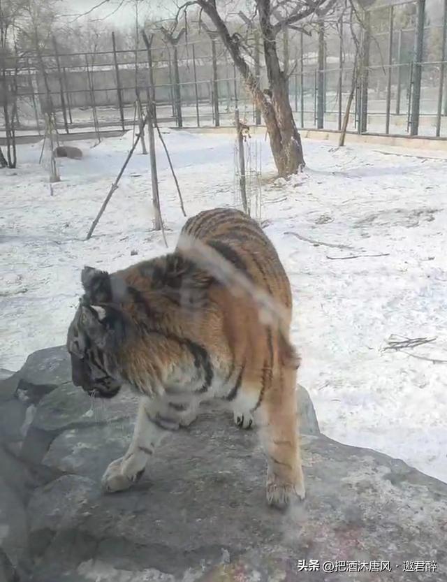 东北的冬天究竟有多冷