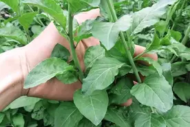 韩国速生枸杞的应用价值与栽培管理技术图片