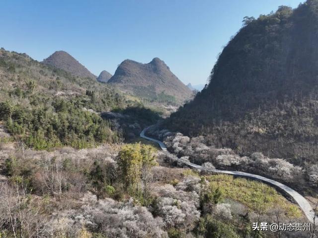 万亩梅花暗香浮动 荔波向您发出春天的第一封邀约