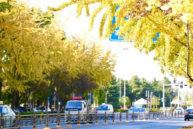 深秋的解放大道，安陆把最美的色彩泼给了它