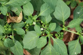 俗称“肿瘤消”，叶似辣椒叶，果实似葡萄，村里有人患肿瘤就找它图片