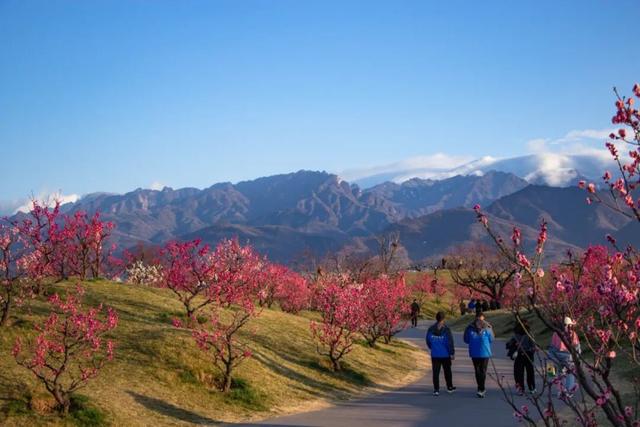航小天带你看长安 | 唐村首批梅花悄然绽放