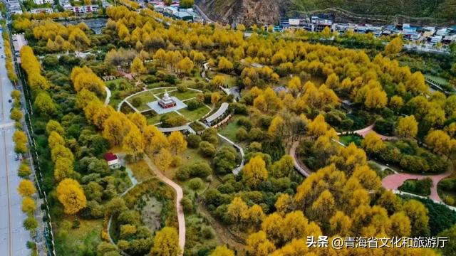 黄叶、秋风与斜阳，玉树的秋藏着你要的绚烂与深沉
