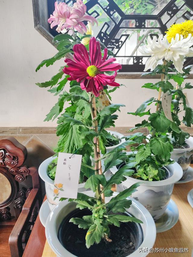 2025苏州狮子林菊展：赴一场比《甄嬛传》存菊堂更盛的秋日菊宴