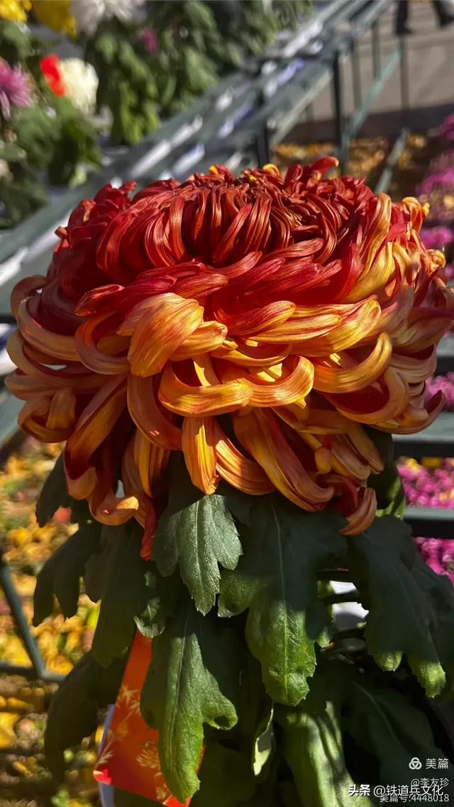 李友珍||岁月倏然·菊韵飘香——紫竹院公园的菊展