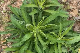 飞蓬草:大侠的“宝剑”可入药可做野菜？这草藏着多少江湖秘密？图片