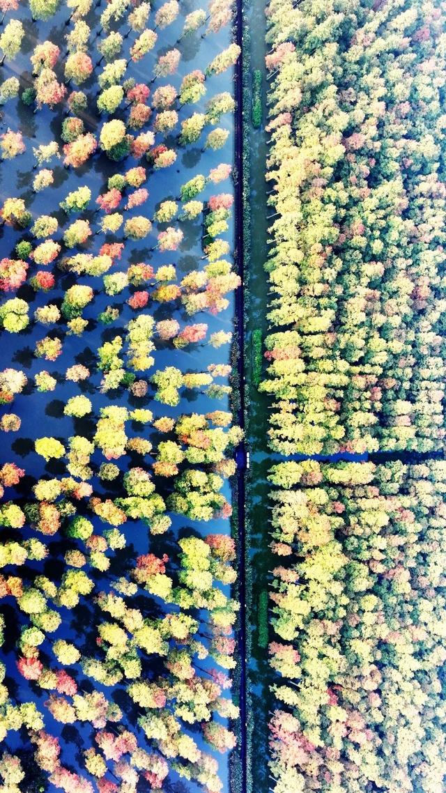 红了红了！最佳观赏期已到