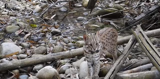 河南洛阳出现“石虎”，躲在草丛中被无人机拍到	，眼神非常警惕