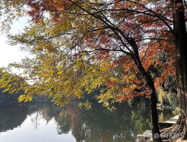 成都被私藏的彩林公园，流金溢彩，充满老城烟火气，地铁公交直达