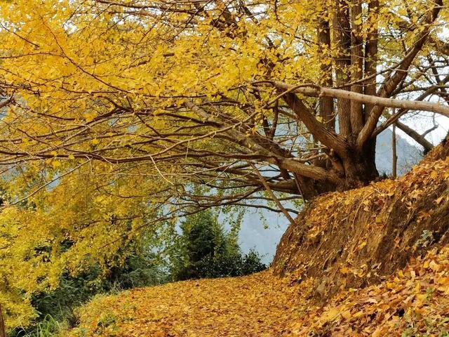 韶关坪田/九峰银杏最佳观赏期到啦！出发，拍满秋天九宫格！