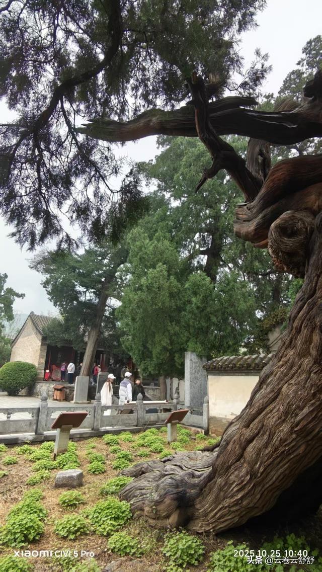 孔林关林松，揖向轩辕柏