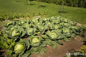 这几种蔬菜6月份好准备种植了，别错过播种时间，错过要等来年图片